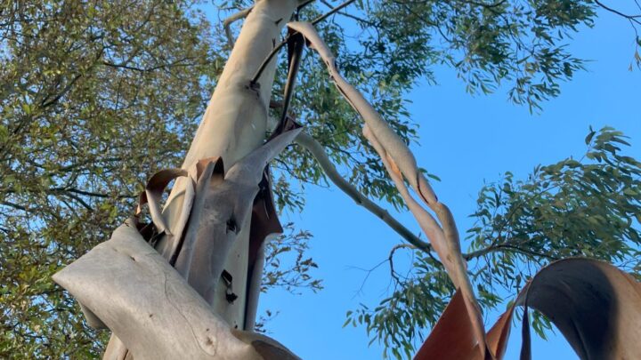 Featured image for Eucalyptus glaucescens