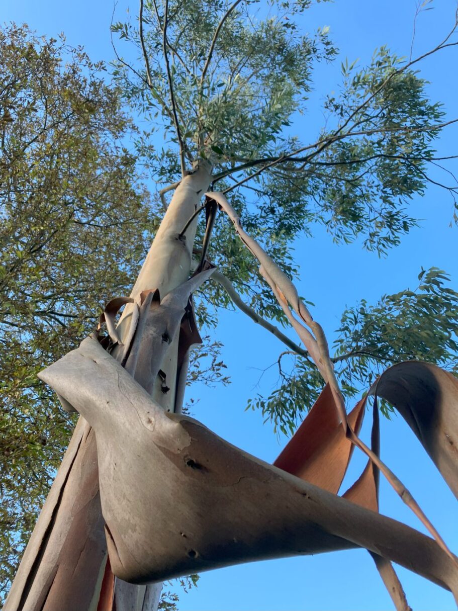 Header image for Eucalyptus glaucescens