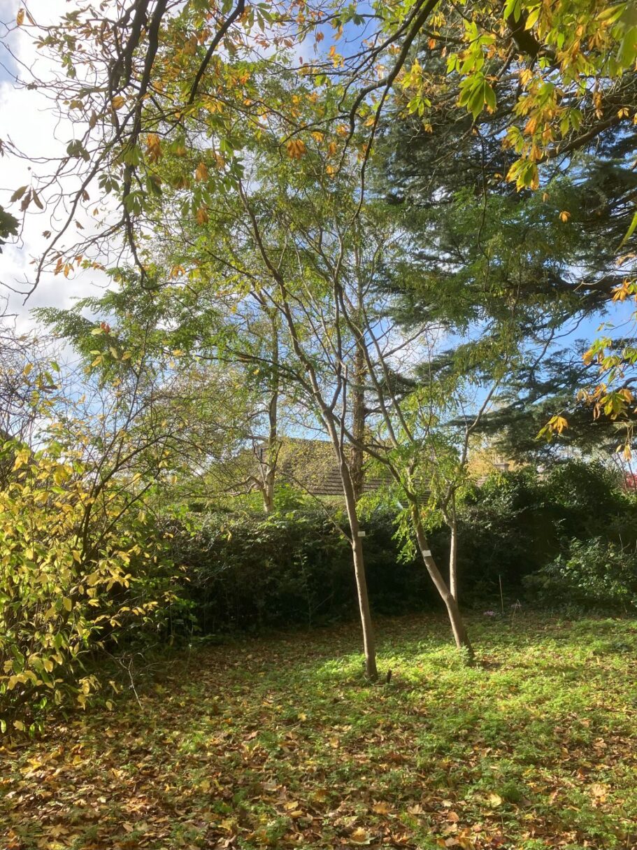 Header image for Robina x margarettae ‘Pink Cascade’