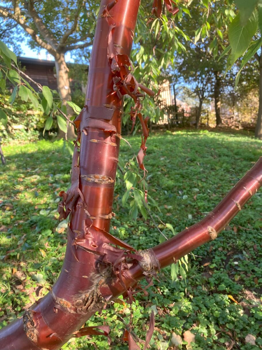 Header image for Prunus serrula var. tibetica