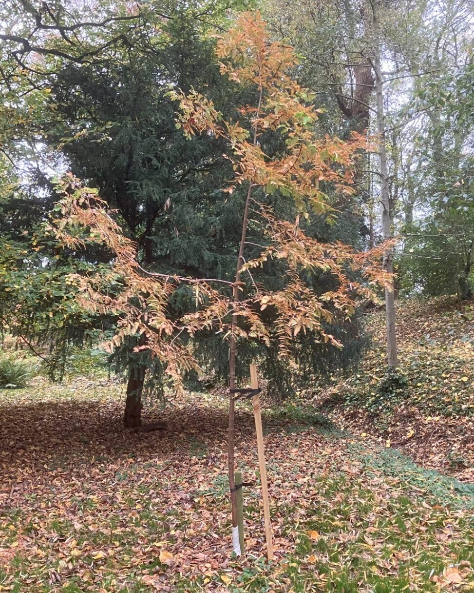 Header image for Metasequoia glyptostroboides ‘Gold Rush’