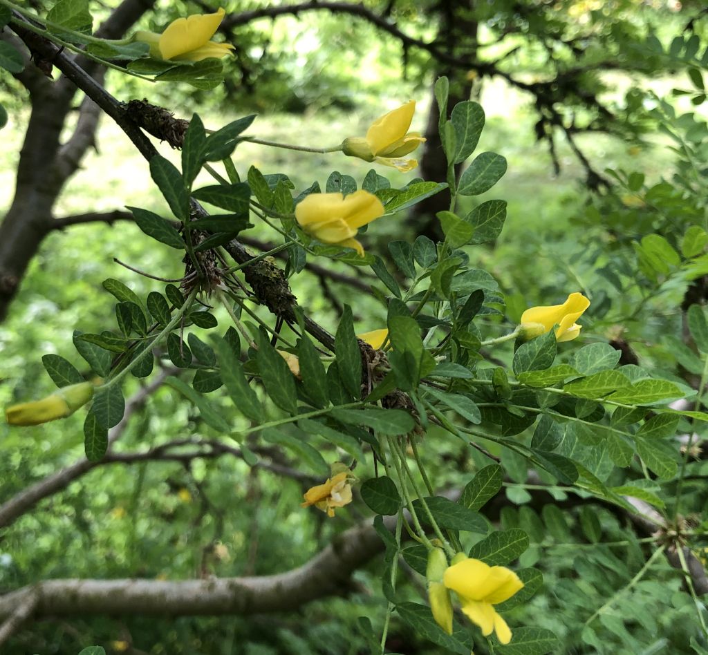 Header image for Caragana arborescens
