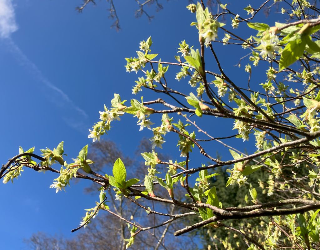 Header image for Oemleria cerasiformis