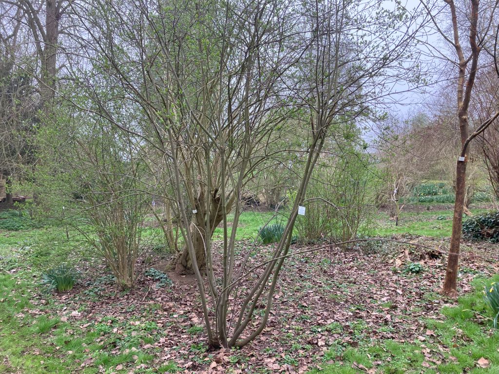 Header image for Euonynus latifolius