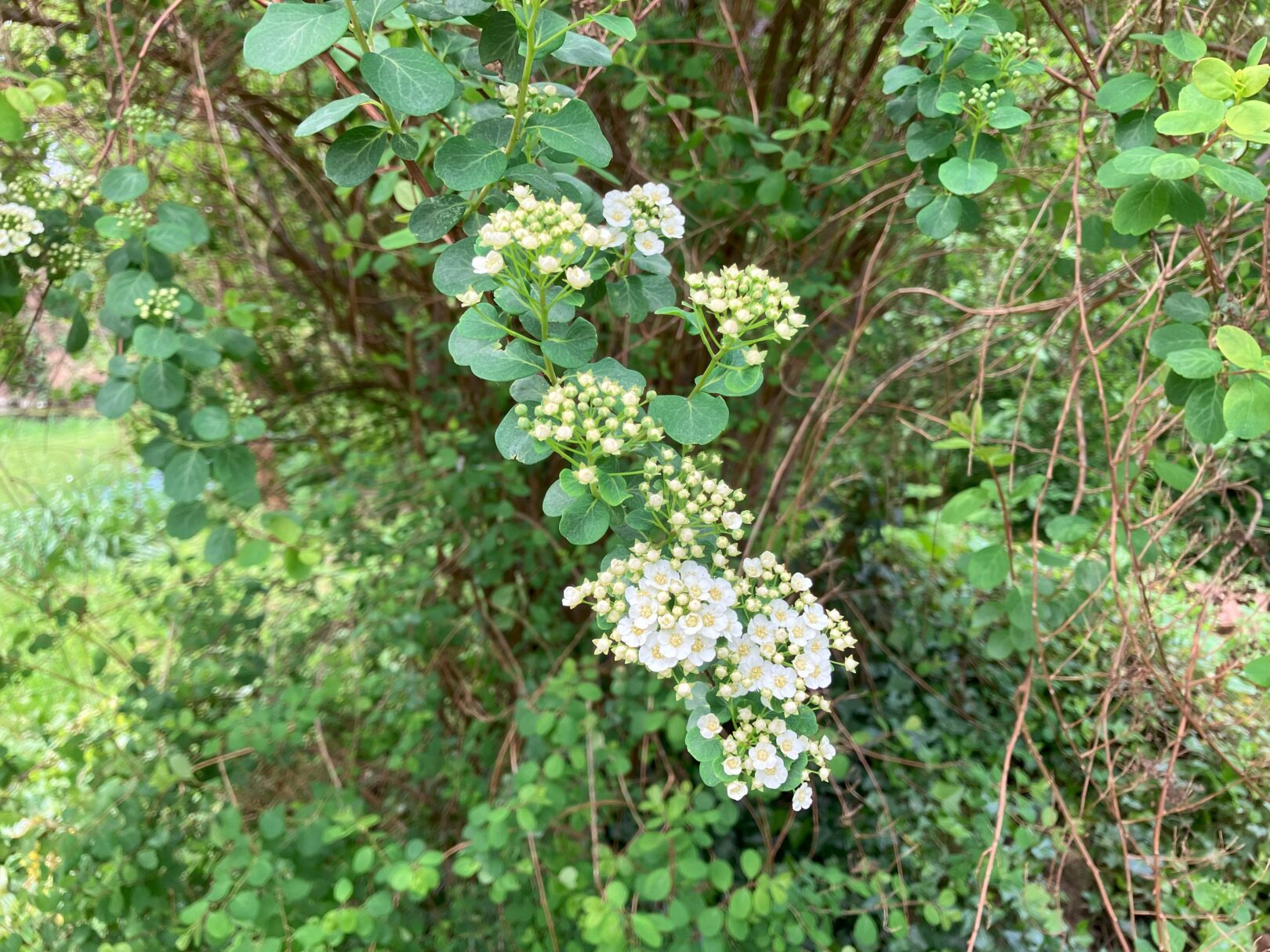 Header image for Spiraea x vanhouttei