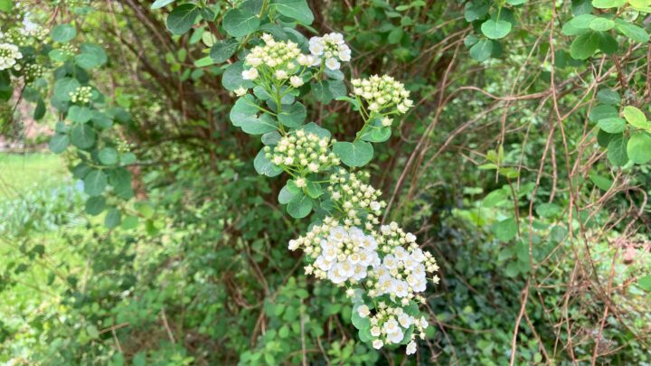 Featured image for Spiraea x vanhouttei
