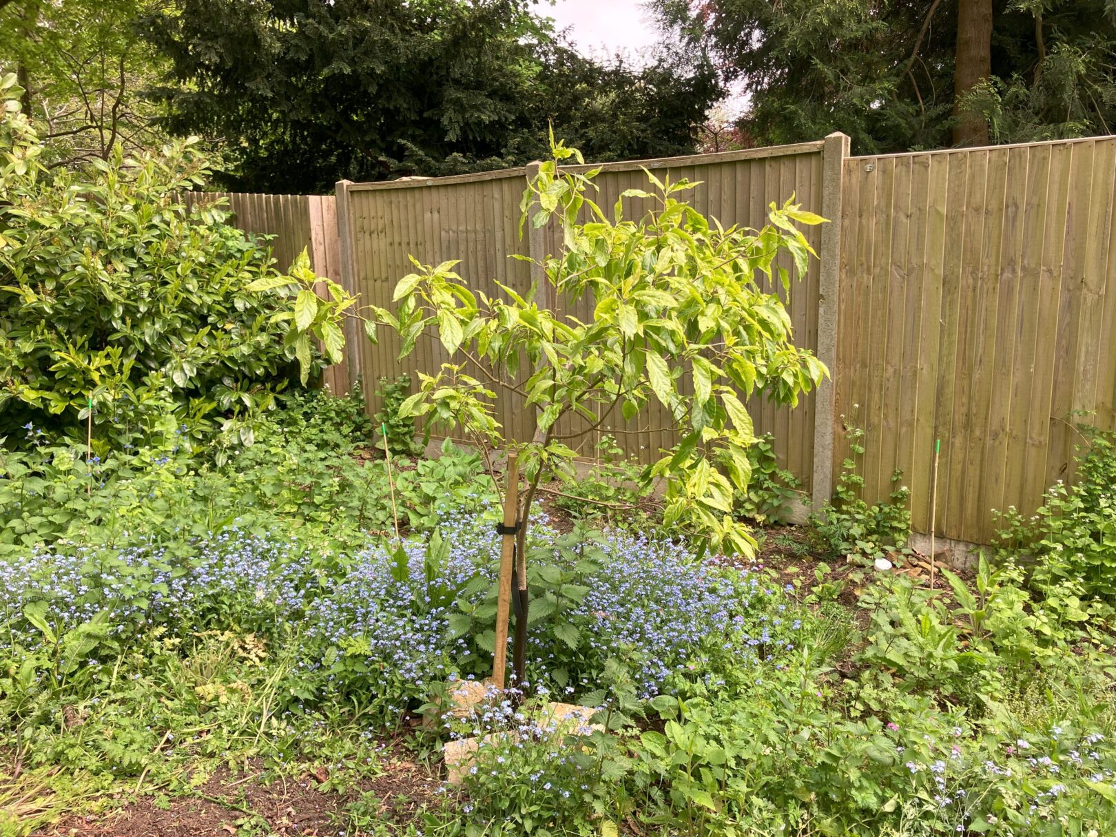 Header image for Carrierea calycina