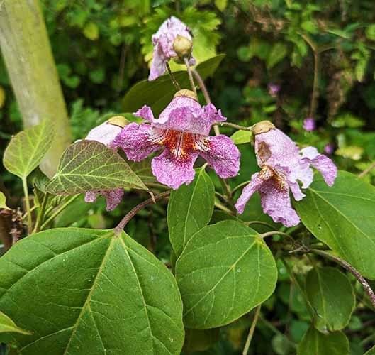 Header image for Catalpa Bungei
