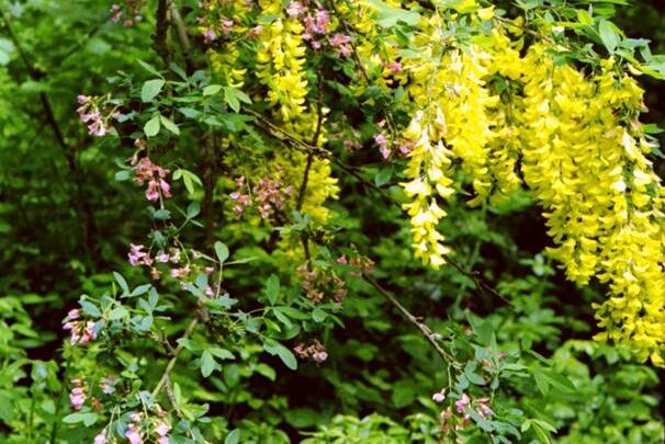 Featured image for Laburnocytisus adamii