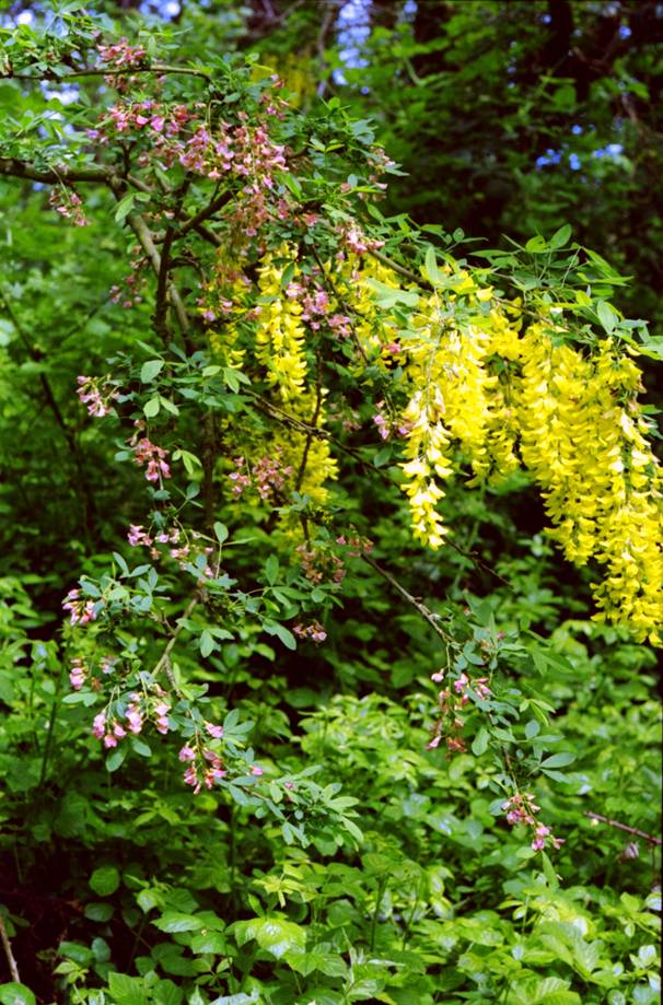 Header image for Laburnocytisus adamii