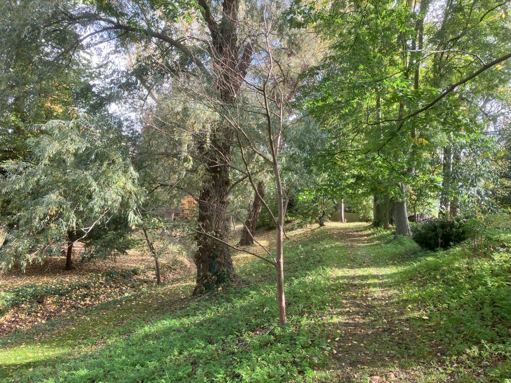 Header image for Prunus maackii