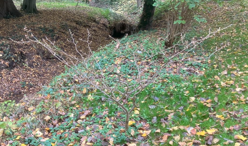 Header image for Hamamelis  x Intermedia ‘Feuerzauber’