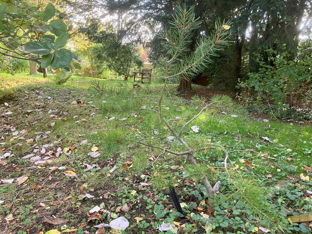 Header image for Pinus bungeana