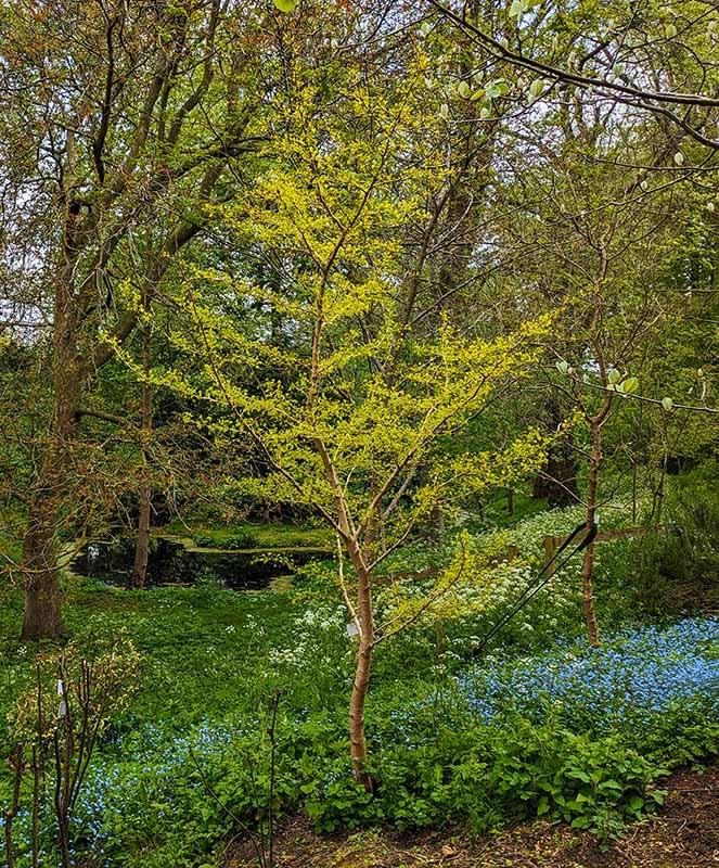 Header image for Ginkgo biloba ‘Saratoga’