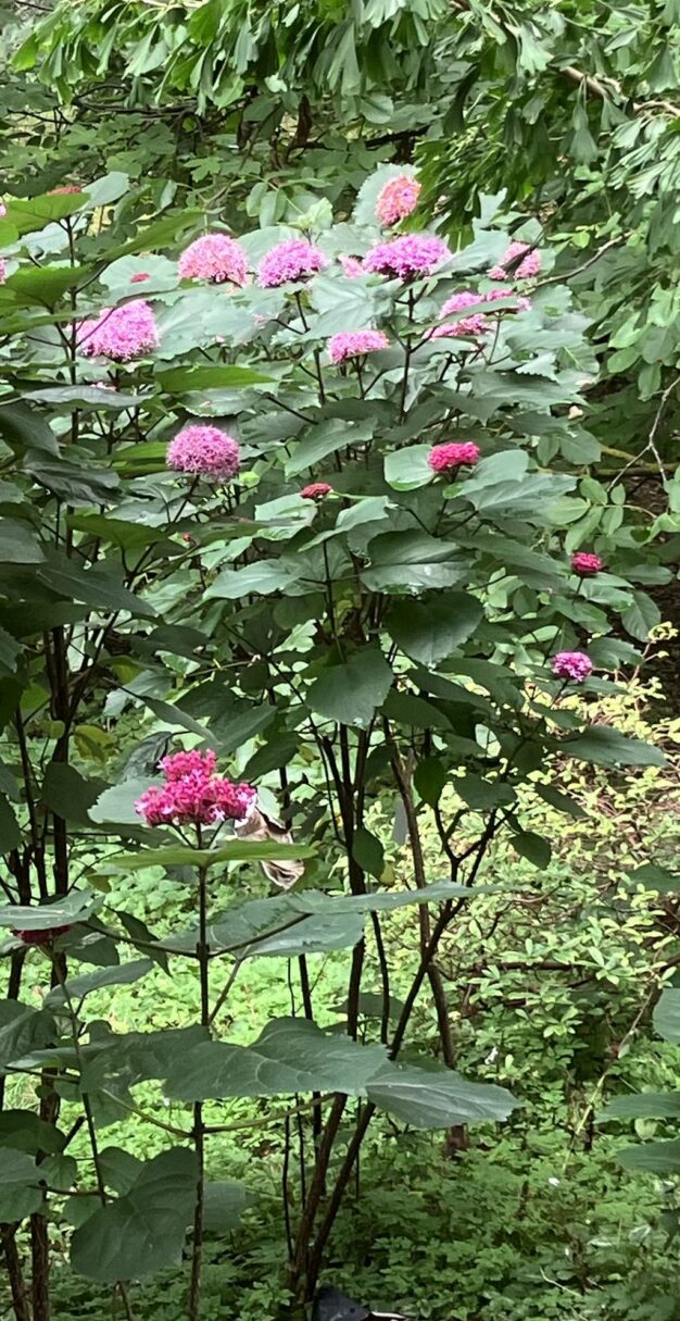 Header image for Clerodendrum bungei