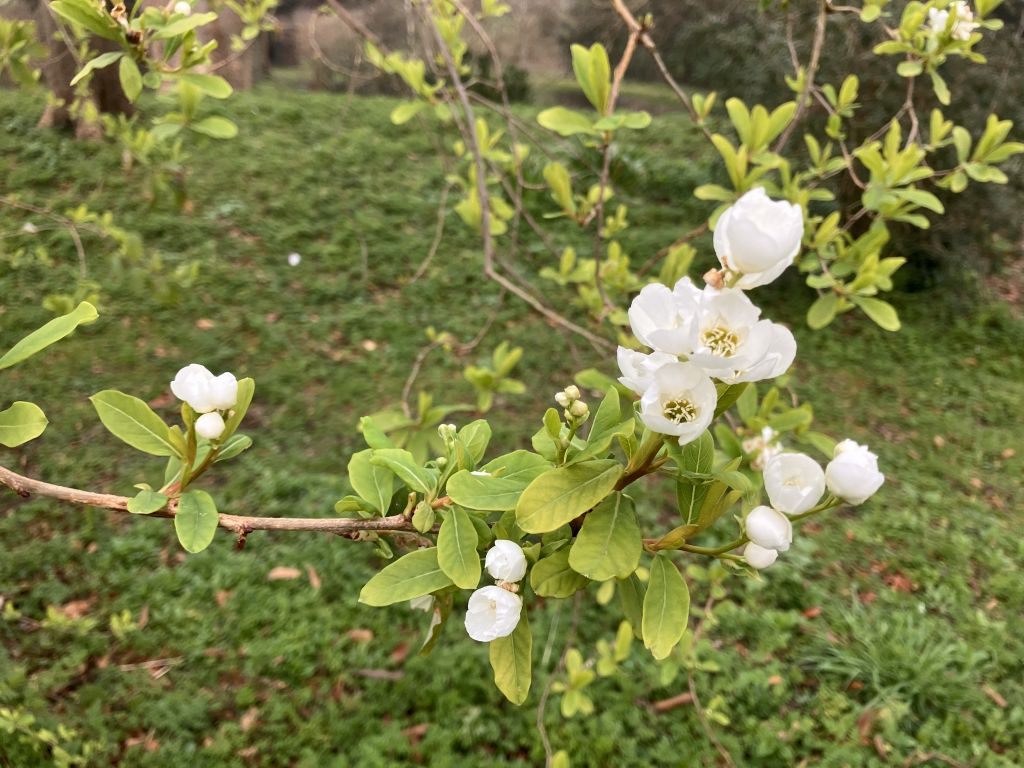 Header image for Exochorda racemosa