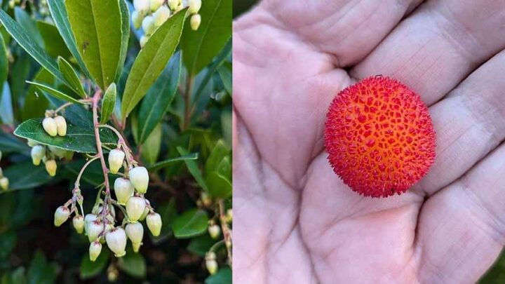 Featured image for Arbutus unedo