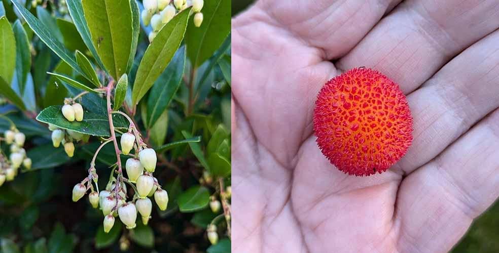 Header image for Arbutus unedo