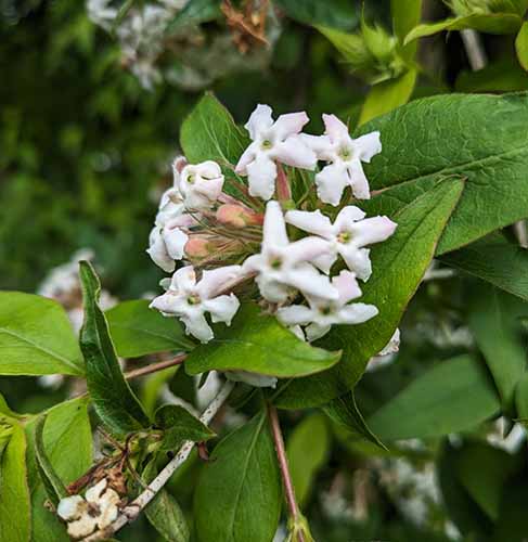 Header image for Zabelia triflora