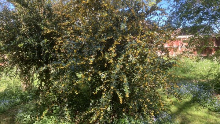 Featured image for Berberis manipurana