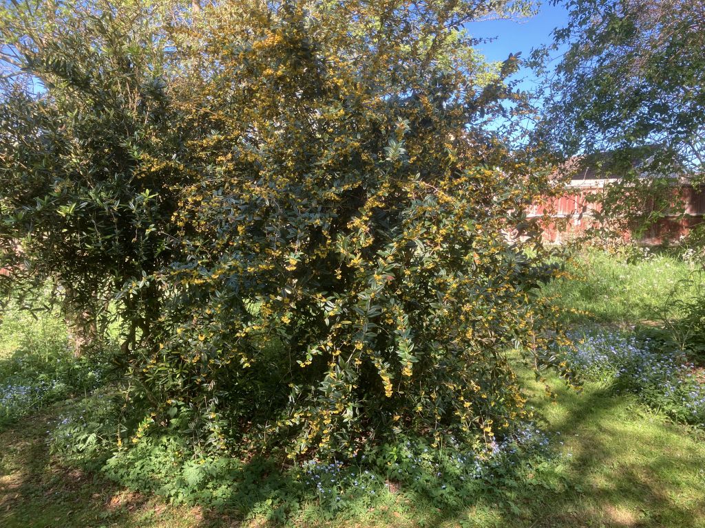 Header image for Berberis manipurana