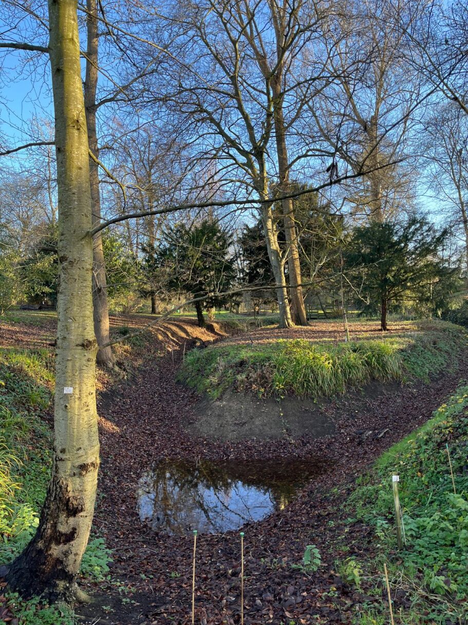 Header image for Alnus rubra