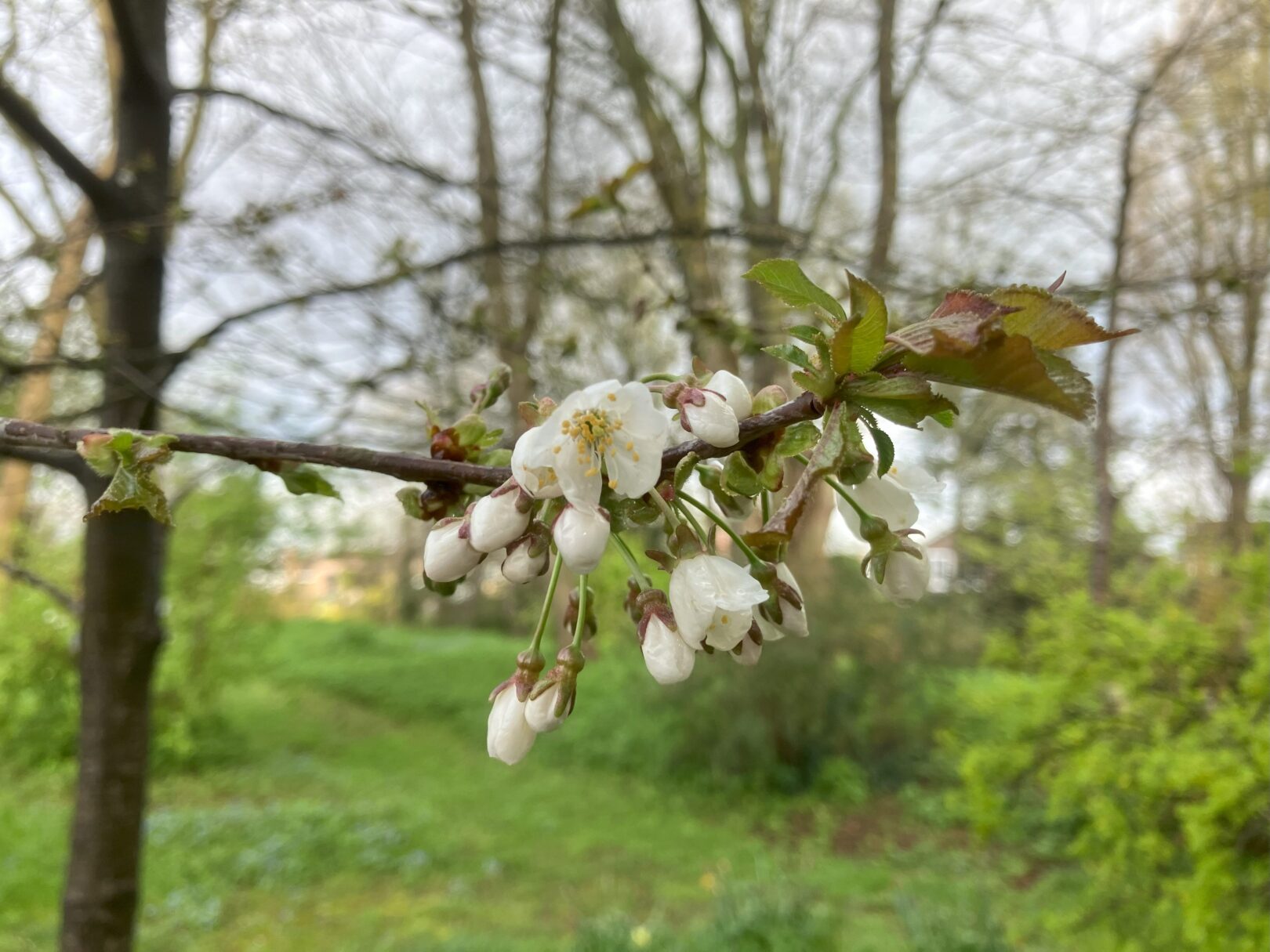 Header image for Prunus avium