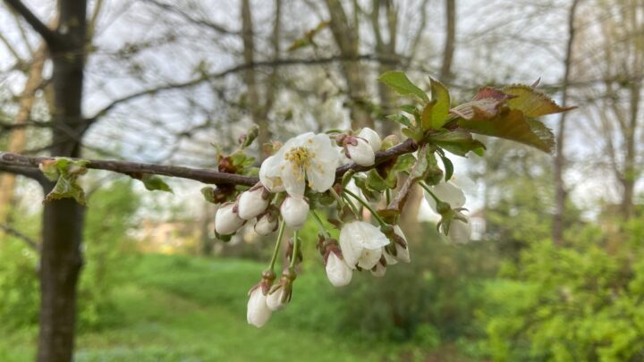 Featured image for Prunus avium