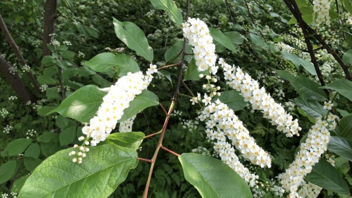 Featured image for Prunus cornuta