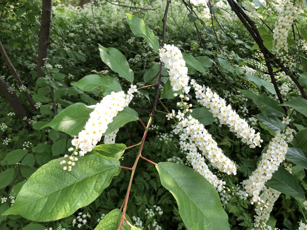 Header image for Prunus cornuta
