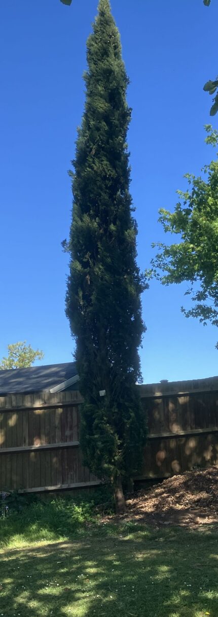 Header image for Cupressus sempervirens