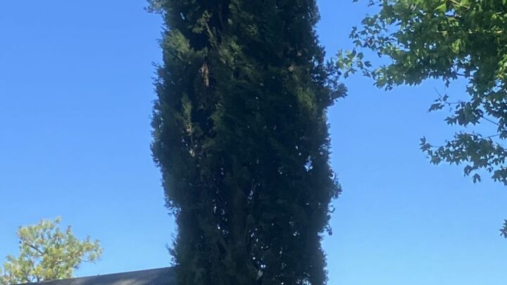 Featured image for Cupressus sempervirens