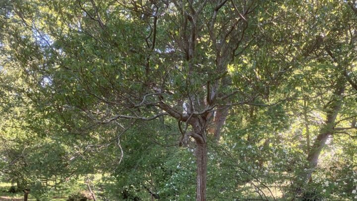 Featured image for Crataegus lavalleei Carrierei