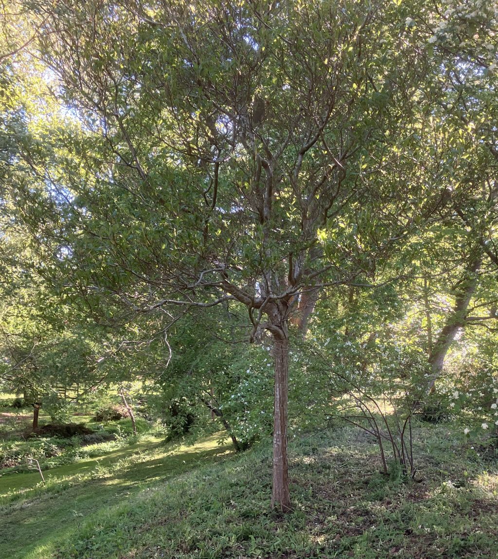 Header image for Crataegus lavalleei Carrierei