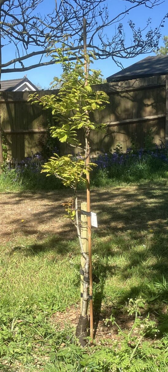 Header image for Quercus robur