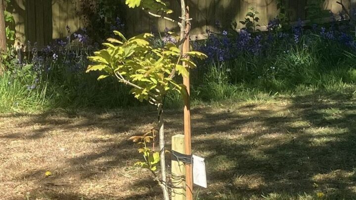Featured image for Quercus robur