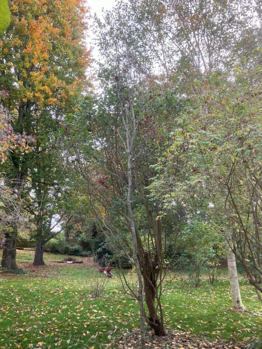 Header image for Quercus petraea