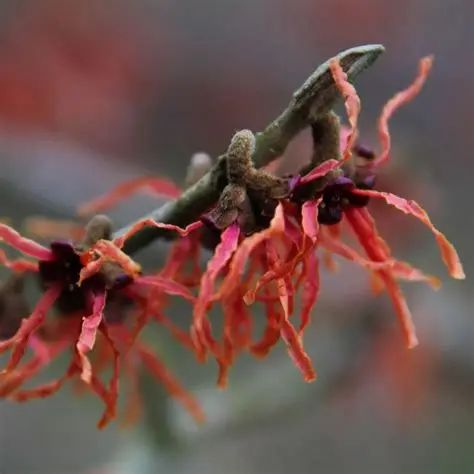 Header image for Hamamelis  x Intermedia ‘Feuerzauber’