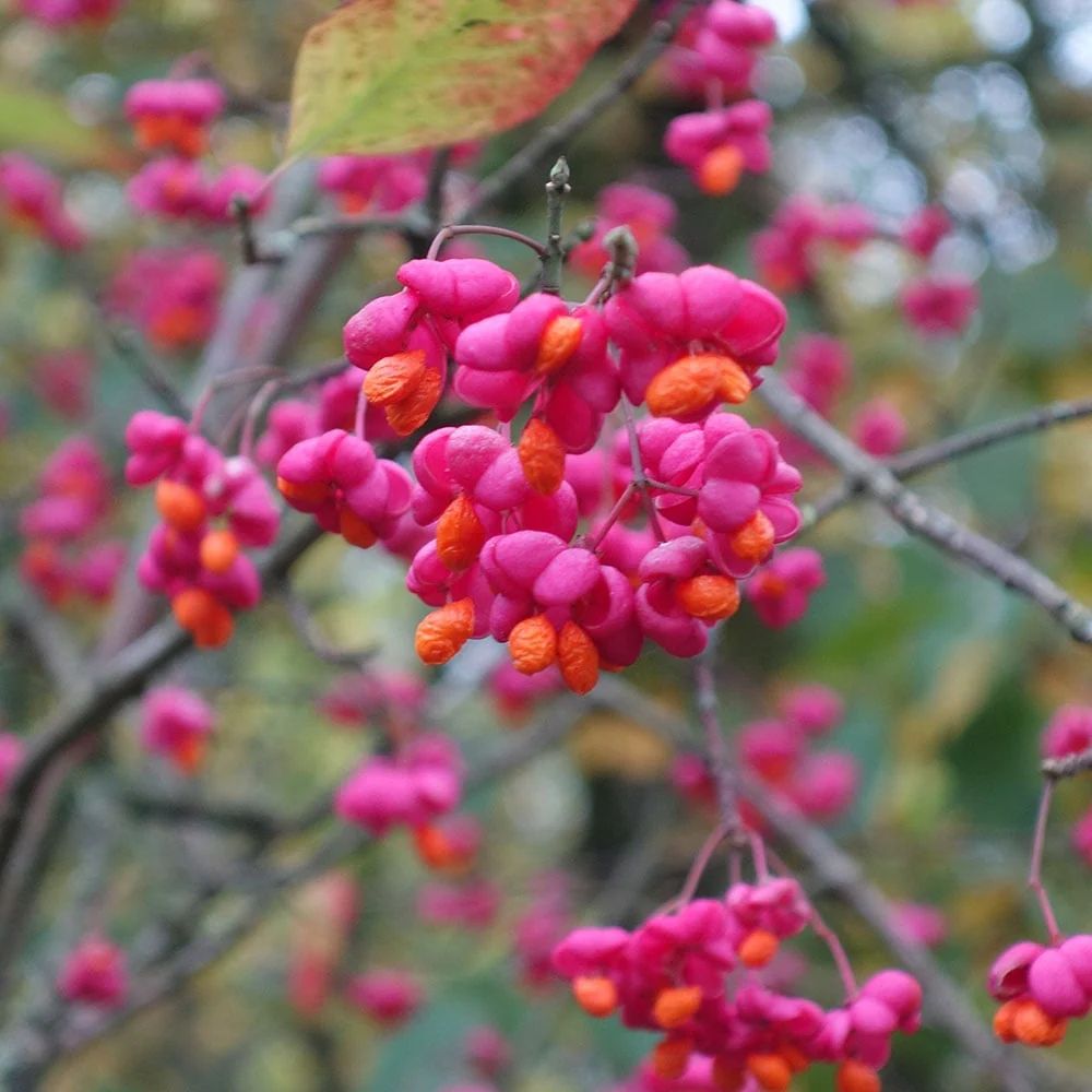Header image for Euonymus europaeus, ‘ Red Cascade’