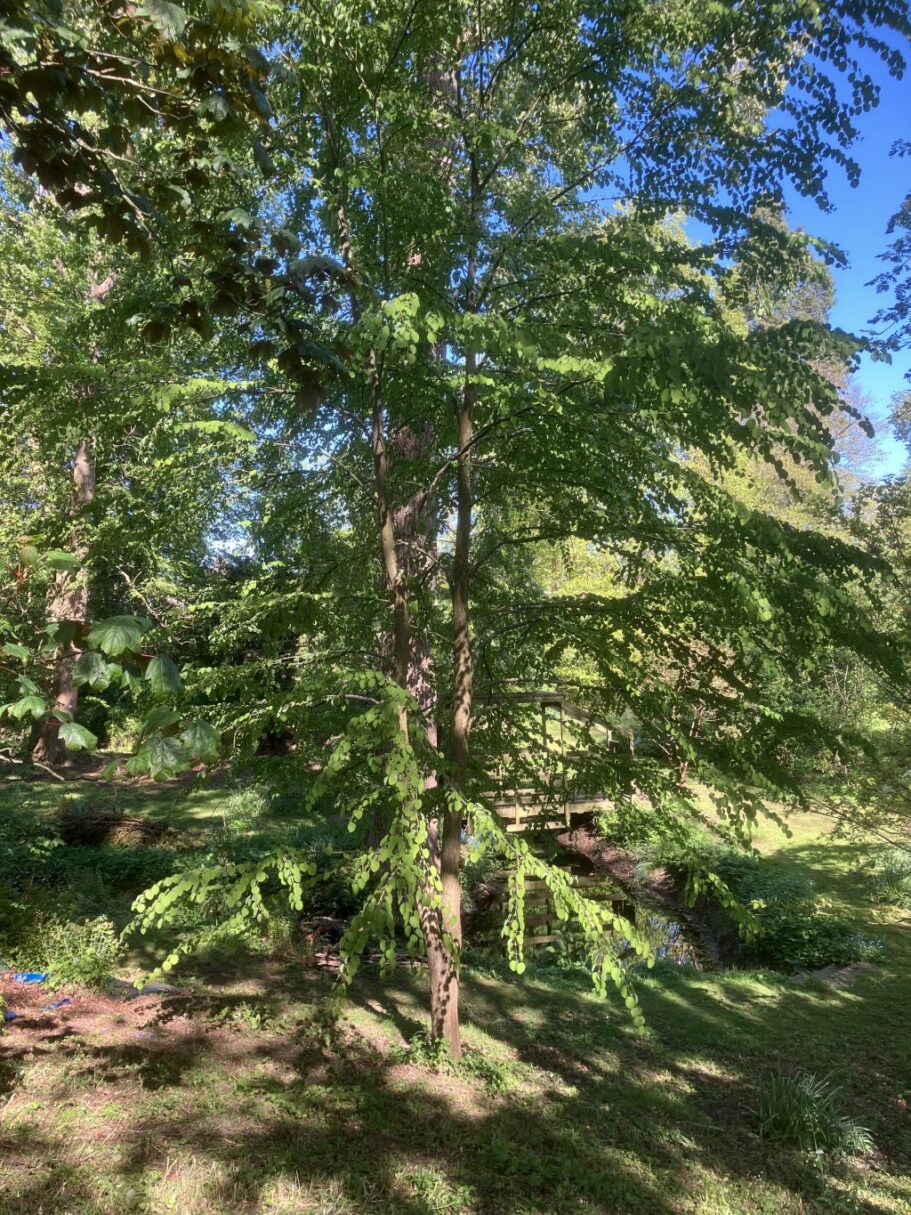 Header image for Cercidiphyllum japonicum