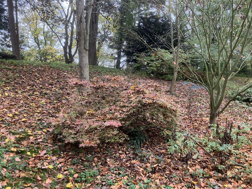 Header image for Euonymus alatus