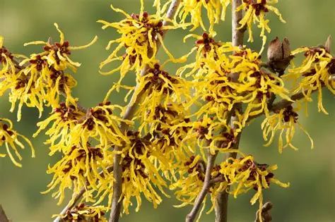 Featured image for Hamamelis x Intermedia 'Arnold Promise'