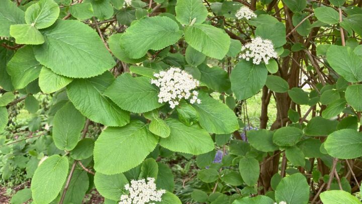 Featured image for Viburnum lantana