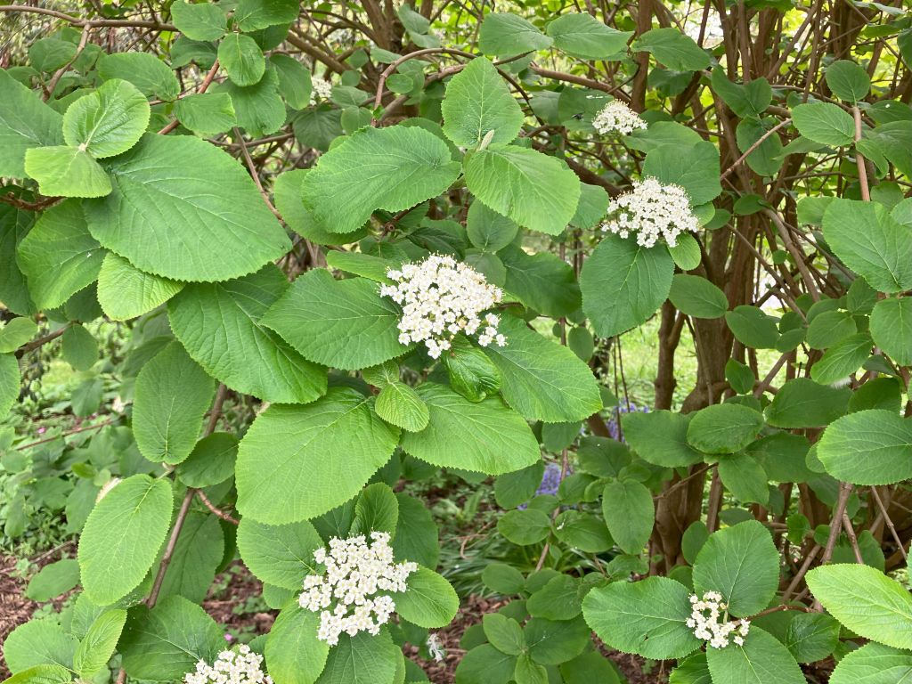 Header image for Viburnum lantana